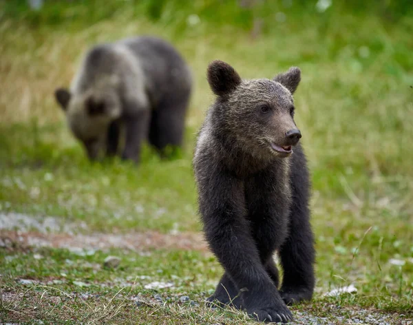 草丛中的两只棕熊幼崽 — 图库照片
