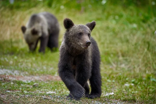 Два Бурых Медведя Подростка Траве — стоковое фото