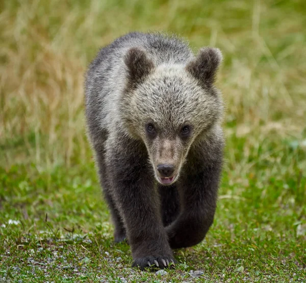 Біля Дороги Сидить Ведмідь — стокове фото