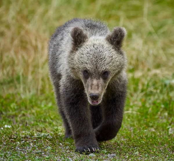 Brunbjörnunge Vid Vägkanten — Stockfoto