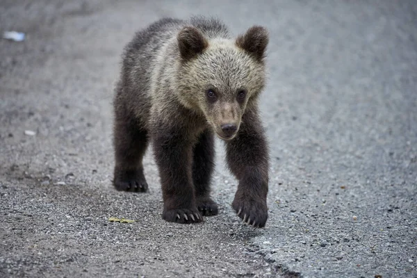 Cucciolo Orso Bruno Lungo Strada — Foto Stock