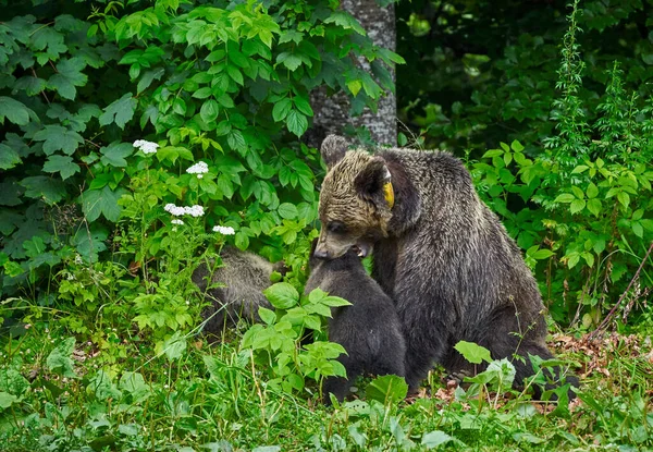 Orsa Bruna Suoi Cuccioli Nella Foresta — Foto Stock