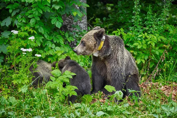 Orsa Bruna Suoi Cuccioli Nella Foresta — Foto Stock