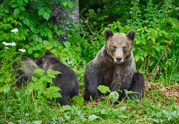 Женщина Бурый Медведь Детеныши Лесу — стоковое фото