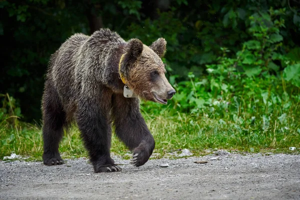 Tagged Kobieta Niedźwiedź Brunatny Górach Przy Drodze — Zdjęcie stockowe