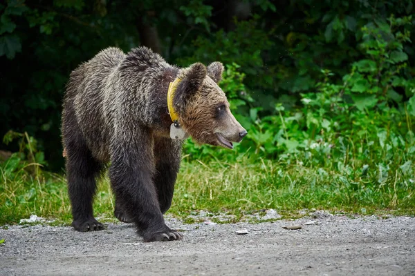 在路边的山上 被标记为褐色的母熊 — 图库照片