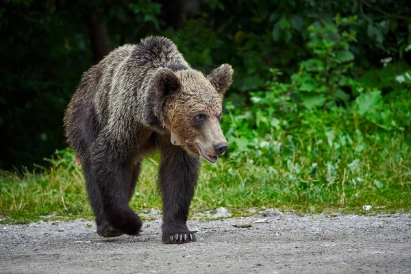 Tagged Urso Marrom Fêmea Nas Montanhas Beira Estrada — Fotografia de Stock