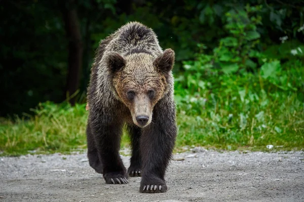 Enorme Urso Marrom Caminhando Direção Câmera Com Uma Atitude Ameaçadora — Fotografia de Stock