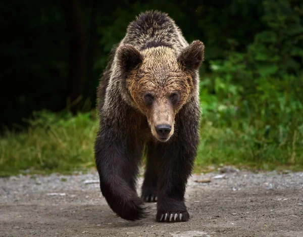 Obrovský Medvěd Hnědý Kráčí Kameře Hrozivým Postojem — Stock fotografie