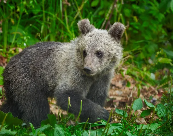 Little Cute Niedźwiedź Brunatny Szczenię Lesie — Zdjęcie stockowe
