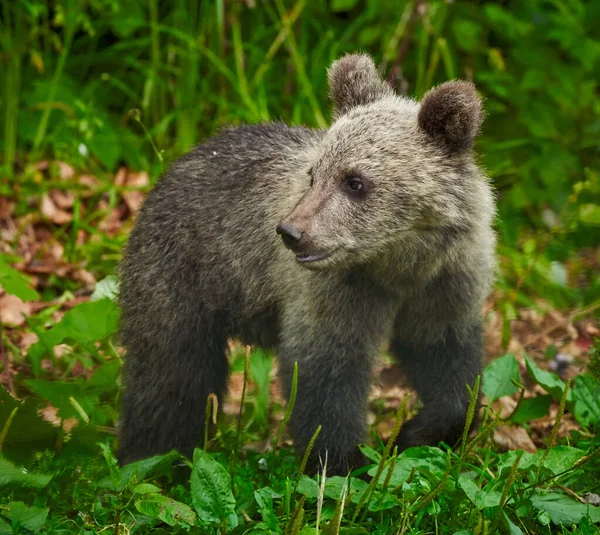 Piccolo Cucciolo Orso Bruno Carino Nella Foresta — Foto Stock