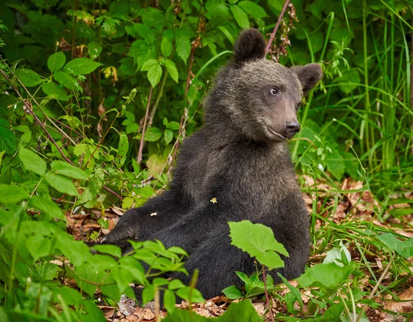 Cucciolo Orso Bruno Lungo Strada — Foto Stock