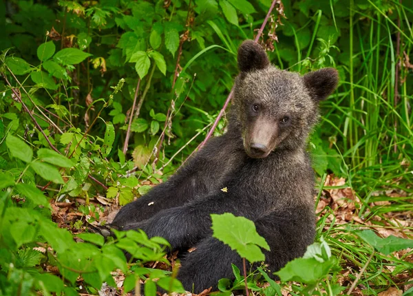 Cucciolo Orso Bruno Lungo Strada — Foto Stock