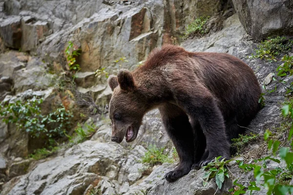 Joven Oso Pardo Macho Rocas Montaña —  Fotos de Stock