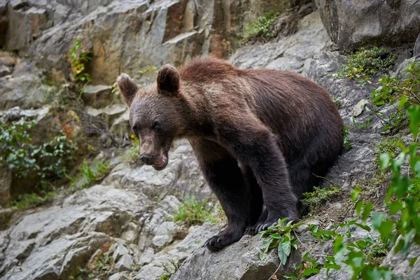 Young Male Brown Bear Mountain Rocks — Stock Photo, Image