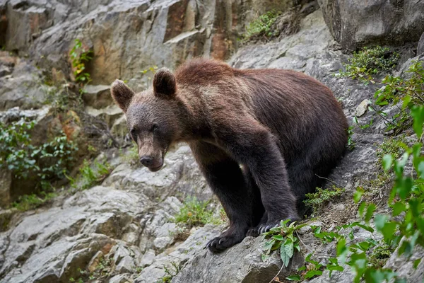 Young Male Brown Bear Mountain Rocks — Stock Photo, Image