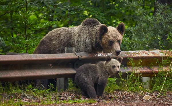 Mère Ours Brun Avec Ses Petits Bord Route — Photo