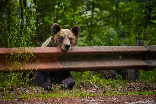 Com Tag Urso Marrom Fêmea Beira Estrada Procura Comida — Fotografia de Stock