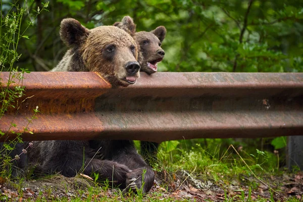 Com Tag Urso Marrom Fêmea Beira Estrada Procura Comida — Fotografia de Stock