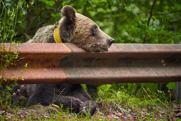 Com Tag Urso Marrom Fêmea Beira Estrada Procura Comida — Fotografia de Stock