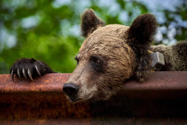 Tagged Orso Bruno Femmina Sul Ciglio Della Strada Cerca Cibo — Foto Stock