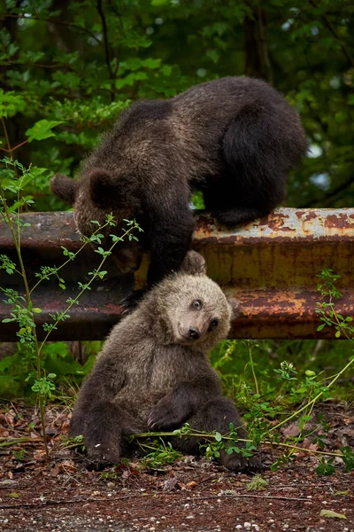 Due Cuccioli Orso Bruno Che Giocano Sul Ciglio Della Strada — Foto Stock