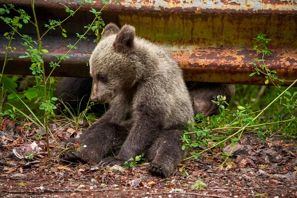 Cucciolo Orso Bruno Lungo Strada — Foto Stock