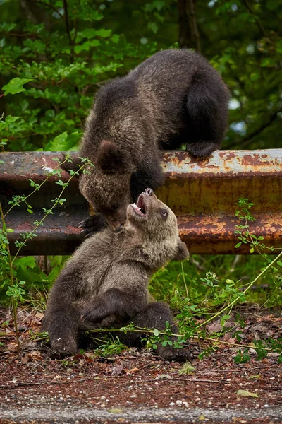 Due Cuccioli Orso Bruno Che Giocano Sul Ciglio Della Strada — Foto Stock