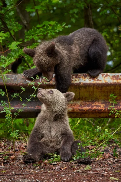 Zwei Braunbärenbabys Spielen Straßenrand — Stockfoto