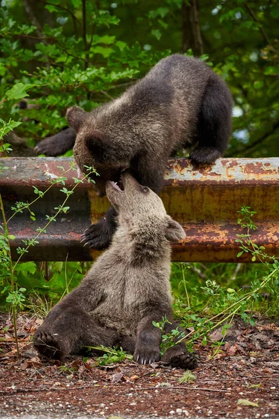 Due Cuccioli Orso Bruno Che Giocano Sul Ciglio Della Strada — Foto Stock