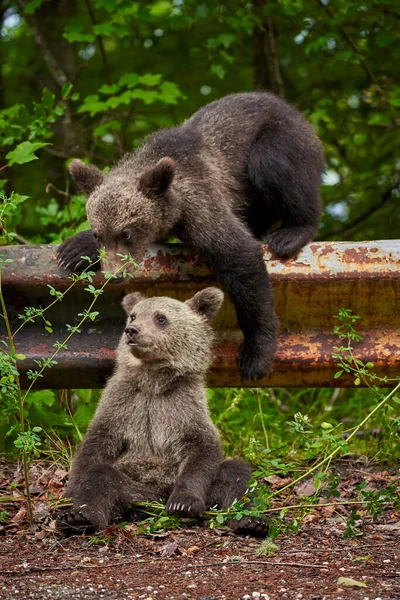 Due Cuccioli Orso Bruno Che Giocano Sul Ciglio Della Strada — Foto Stock