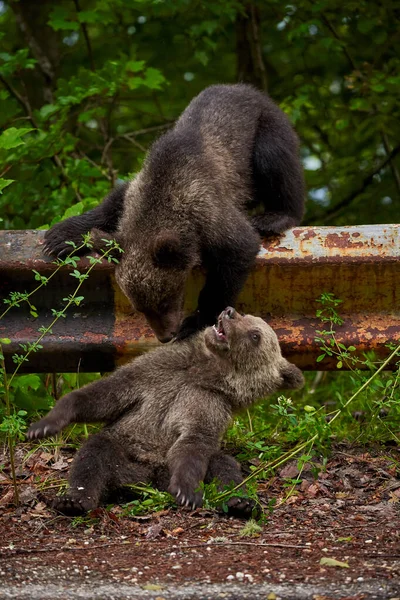 Due Cuccioli Orso Bruno Che Giocano Sul Ciglio Della Strada — Foto Stock