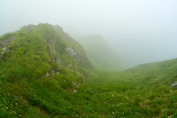 Mountain Trail Mist Small Wild Flowers — Stock Photo, Image