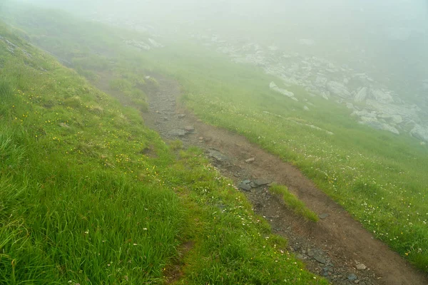 Ορεινό Μονοπάτι Στην Ομίχλη Μικρά Αγριολούλουδα — Φωτογραφία Αρχείου