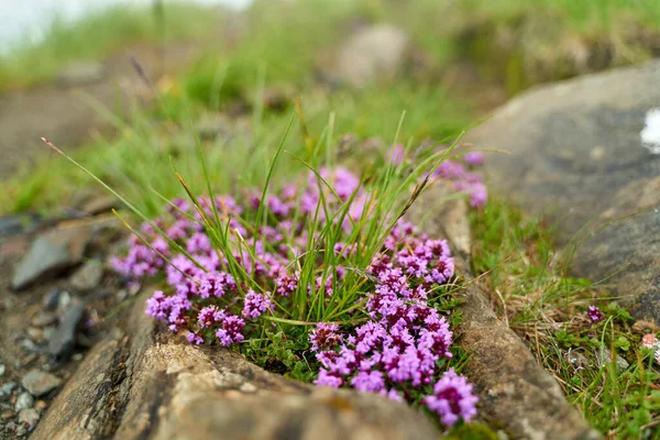 Mountain Trail Mist Small Wild Flowers — Stock Photo, Image