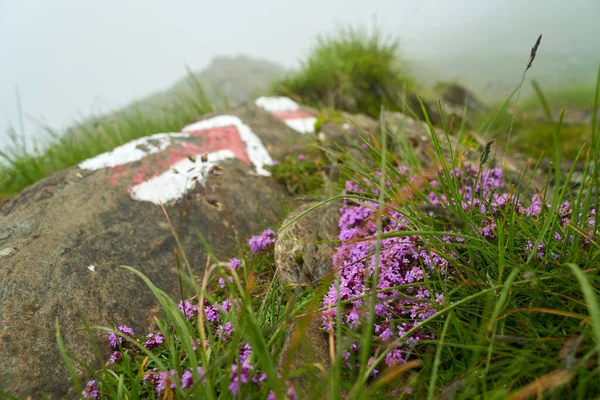 Sentiero Escursionistico Montagna Nella Nebbia — Foto Stock