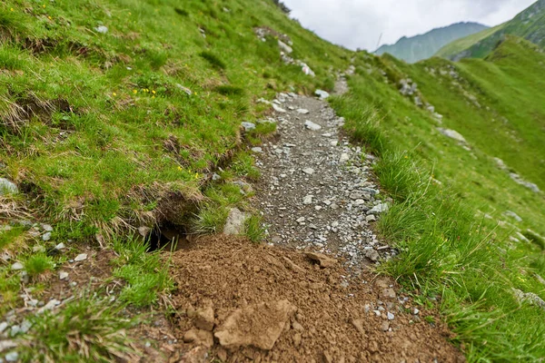 Frescamente Cavado Ninho Marmota Por Uma Trilha Caminhada Nas Montanhas — Fotografia de Stock