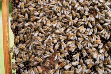 Arılar çalışırken arı kovanının içine yaklaş.