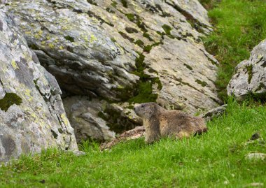 Çimlerde ve kayalıklarda tatlı bir dağ sıçanı