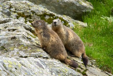 Kayalıklarda oturan iki dağ sıçanı