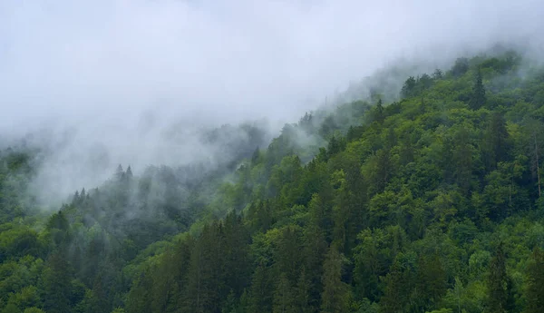 Hegyi Erdők Nyári Reggel Köd Eső — Stock Fotó