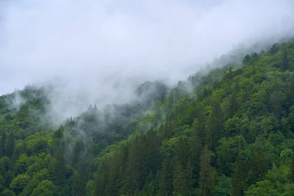 Florestas Montanha Manhã Verão Com Névoa Chuva — Fotografia de Stock