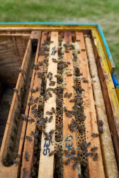 Sluiten Bijenkorf Terwijl Bijen Werken — Stockfoto