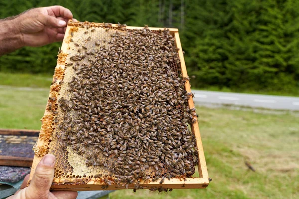 Apicultor Segurando Uma Moldura Com Favo Mel Abelhas — Fotografia de Stock