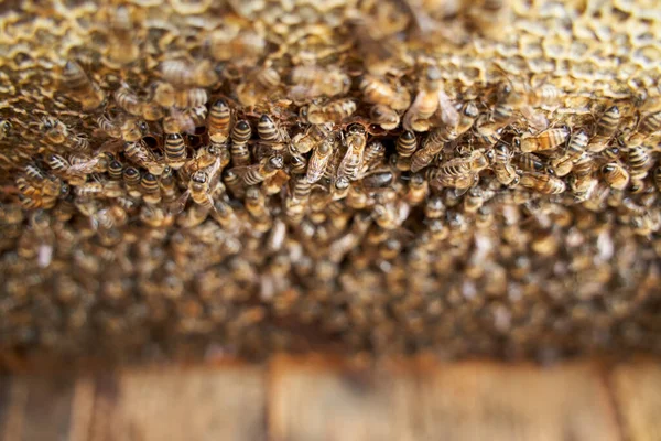 Closeup Beehive While Bees Working — Stock Photo, Image