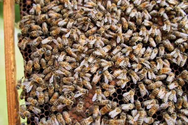 Arılar çalışırken arı kovanının içine yaklaş.