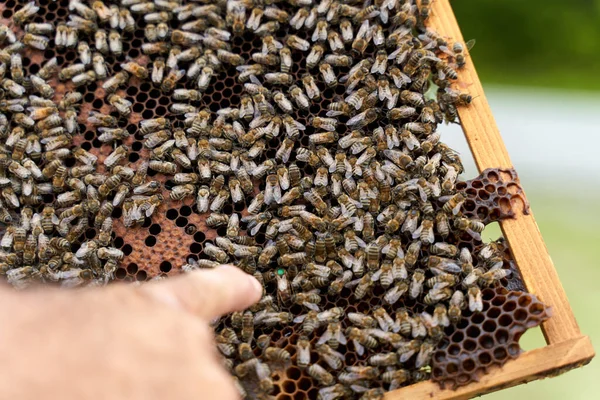 Μελισσοκόμος Που Κρατά Πλαίσιο Κηρήθρα Και Μέλισσες — Φωτογραφία Αρχείου