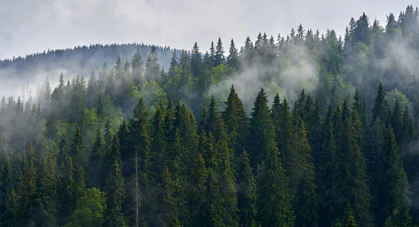 Forêts Montagne Matin Été Avec Brume Pluie — Photo