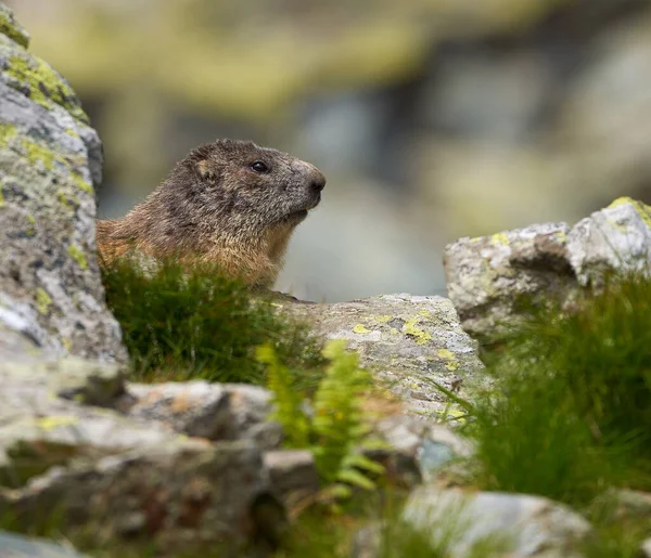 Une Jolie Marmotte Dans Herbe Sur Les Rochers — Photo