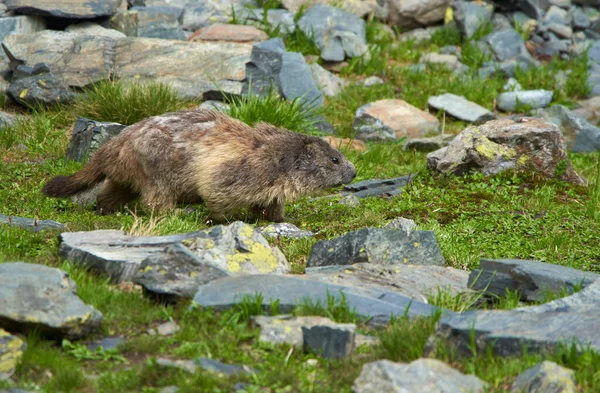 Roztomilý Svišť Trávě Skalách — Stock fotografie